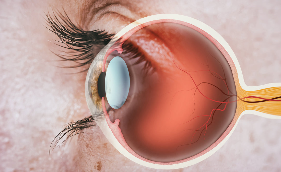 DPA and Eye Health: New Study Finds This Overlooked Omega-3 May Help Prevent Macular Degeneration